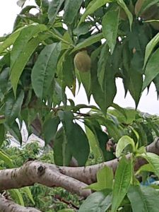 梅ほどの大きさの山梨の桃